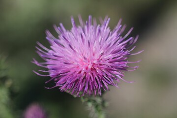 Closeup shot of a purple thistle flower in the garden on a sunny day