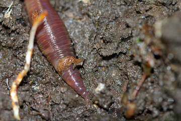 common earthworm on the ground