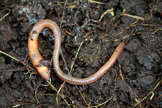 Premium Vector  Earth worm coming out of the ground. green grass. farming  and agriculture. worm in soil