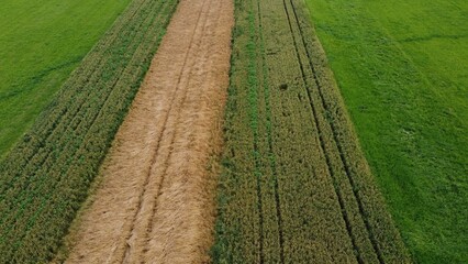 Drone view of farm field crops in the daylight in the countryside