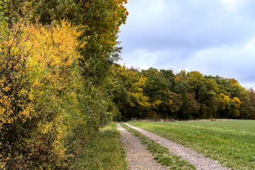 a footpath with multicolored foliage in a forest in autumn, with beautiful colored trees