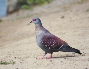 Grey pigeon on the ground