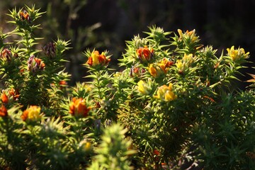 Red and yellow flowers in the garden