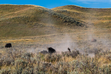 Bison wallow in dirt in Yellowstone National Park