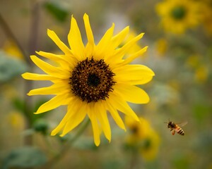 Fototapeta premium Closeup of a honeybee flying towards a sunflower.