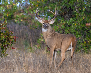 White-tailed Deer male