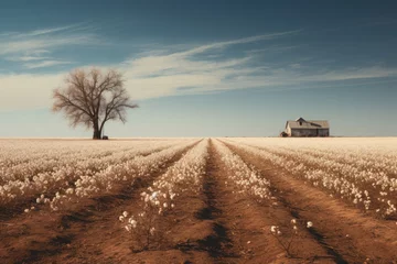 Fototapete Rural landscape with farmer's cotton field © PinkiePie