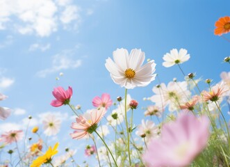 A large field of colorful flowers with blue sky