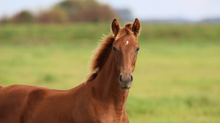 poulain selle francais