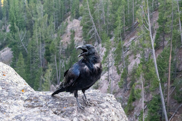 Black Raven Sits on Edge of Canyon in Yellowstone National Park