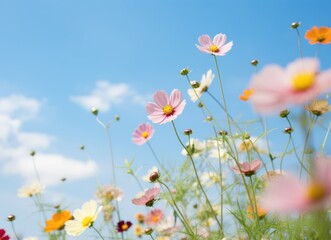 Obraz na płótnie Canvas A large field of colorful flowers with blue sky