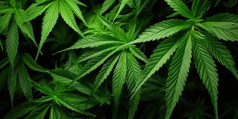 The lush green leaves of the cannabis plant fan out, vibrant and full of life
