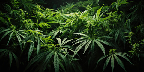 Gentle breeze rustles through the cannabis foliage, highlighting various shades of green