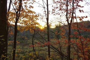 Beautiful landscape of an autumn forest