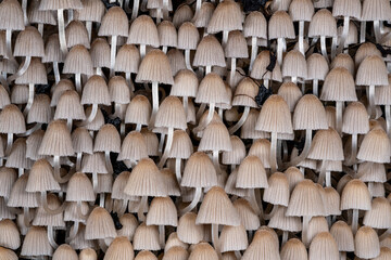 Fototapeta premium Gesäter Tintling (Coprinellus disseminatus), der Pilz wächst oft in Massen auf Totholz