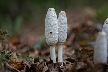 Schopf-Tintlinge (Coprinus comatus) im noch jungen Stadium der Fruchtkörper