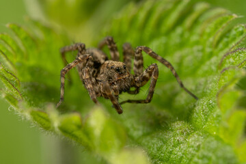 Dunkle Wolfspinne (Pardosa amentata) lauert auf einem Blatt auf Beute