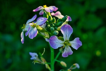 Closeup of blue flowers blooming on green nature blurred background