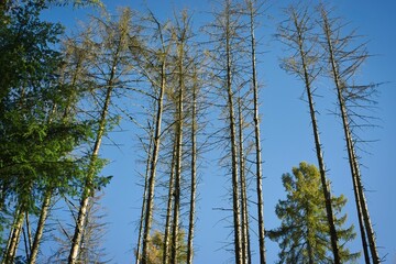 Low angle of larch trees with blue sky behind them