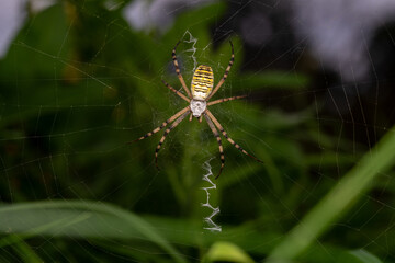 Wespenspinne (Argiope bruennichi) in ihrem Netz mit dem charakteristischen gezackten Stabiliment