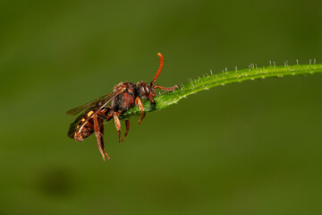 Schlafende Wespenbiene (Nomada), mit ihren Mandibeln hat sie sich an einem Blatt fixiert