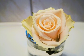 Weiße Rosenblüte in Glas 