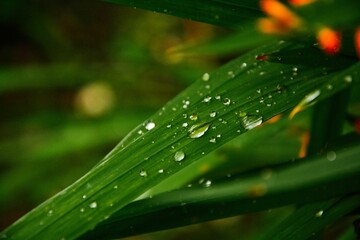 Closeup shot of a green leaf covered with water droplets found in the wild