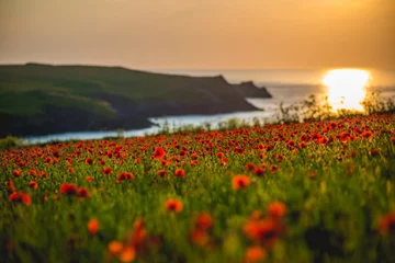 Gordijnen poppy field at sunset © Holly