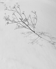  composition of a beautiful branch in a snowdrift