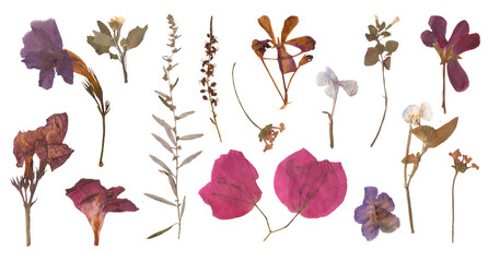 Herbarium dried flowers isolated on a transparent background background. Spring PNG nature for stickers and aesthetic journaling. Wild flowers and plants