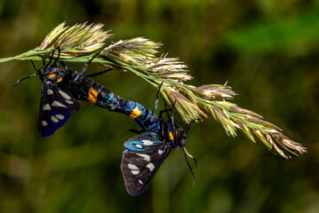 Pseudopestrix is common. Syntomis phegea. Amata phegea.