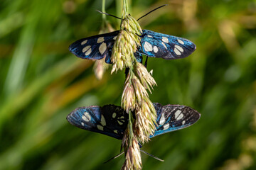 Pseudopestrix is common. Syntomis phegea. Amata phegea.