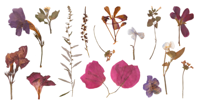 Herbarium dried flowers isolated on a transparent background background. Spring PNG nature for stickers and aesthetic journaling. Wild flowers and plants