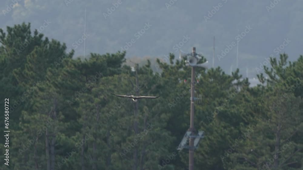 Canvas Prints osprey is hunting a fish