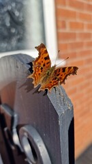 Closeup of an orange, spotted butterfly landed on the wooden garden gate