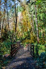 Bridge Leading Into Fall Forest Along Hiking Trail in Portland, OR