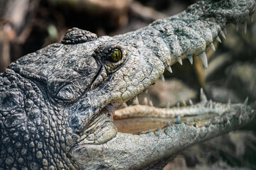Obraz premium Close-up shot of the profile of a lizard's face with its snout open.