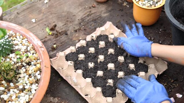Asian gardening woman planting vegetable seed using egg tray biodegradable recycled paper save the world, female gardener happy weekend in backyard, worker work earning income growing flowers for sale