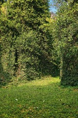 Vertical shot of a walking trail through a green park with ivy hedges