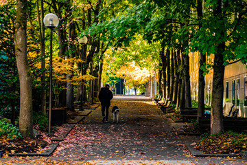 Person Walking on Path Under Colorful Fall Tunnel of Trees in Downtown Portland, OR