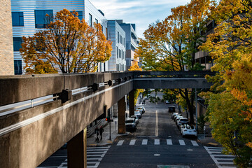 Colorful Fall Foliage Around Buildings and Street in Downtown Portland, OR