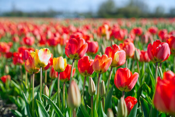 Amazing blooming colorful Tulip. Beautiful red tulip flowers growing in field. Dutch landscape in the Netherlands
