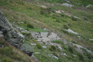 Fototapeta na wymiar Alpine marmot protecting her babies and the burrow on the mountainside of the Alps