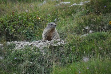 Naklejka na ściany i meble Alpine marmot resting on the rocks of the mountainside of the Alps surrounded by green grass