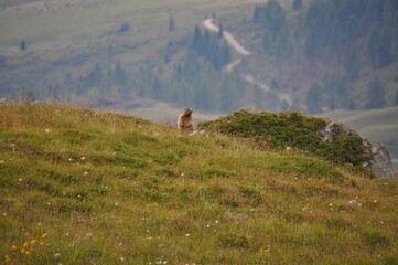 Cute Alpine marmot resting on the grass of the Alps with a pathway on the blurred background