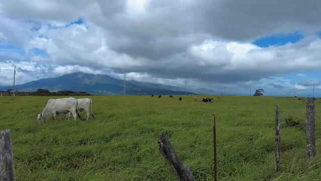 Windy day in a farmland with cows and wind turbines in the distance in Bagaces, Costa Rica