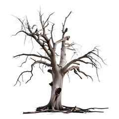Dead Tree Isolated on Transparent Background
