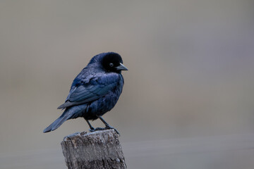 Pequeño pájaro azul, tordo común, posado sobre un tronco