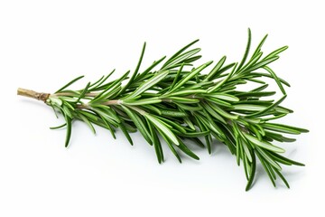 Close-up view of rosemary sprigs on a smooth white background. Frontal and isolated. Blank space. Generative AI