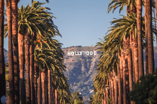 Hollywood sign in Los Angeles CA with palm trees during the summer vacation break in a sunny day